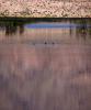 Middle Marsh, Wetlands, Lake, Water, Pahranagat National Wildlife Refuge, Nevada
