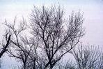 Snowfall, Ice, bare tree, NSNV01P06_05