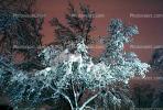 tree, snow, ice, Cold, Cool, Frozen, Icy, Winter, Reno, NSNV01P07_01
