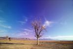Lone Tree in the Desert, NSNV01P10_01