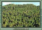 evergreen Trees, Forest, Mountain, NSNV01P10_10