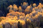 fall colors, Autumn, Trees, Magical, Forest, Woodlands, NSNV01P10_12.2473
