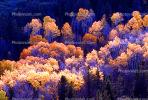 fall colors, Autumn, Trees, Magical, Forest, Woodlands, NSNV01P10_12B.2570