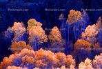 fall colors, Autumn, Trees, Magical, Forest, Woodlands, NSNV01P10_12C.2570