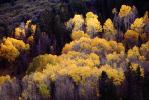 fall colors, Autumn, Trees, Magical, Forest, Woodlands, NSNV01P10_13