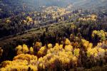 fall colors, Autumn, Trees, Magical, Forest, Woodlands