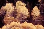 fall colors, Autumn, Deciduous Trees, Forest, Woodland, Vegetation, Flora, Plants, Colorful, Beautiful, Magical, Woods, NSNV01P11_02