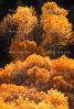 Deciduous Trees, Forest, Woodland, autumn