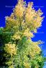 Deciduous Trees, autumn, NSNV02P03_05
