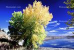 fall color, fall colors, Vegetation, Flora, Plants, Colorful, Beautiful, Magical, Deciduous Trees, autumn, NSNV02P03_08