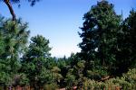 Pine Trees near Virginia City, NSNV03P05_18