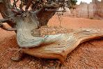 Twist and Gnarl, Tree, Bryce Canyon National Park, twistree, Root, NSUV01P02_08.2570