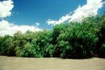 Colorado River, Trees, water, silt, mud, muddy, NSUV03P11_10