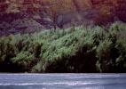 Colorado River, trees, NSUV03P14_16
