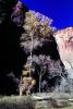 Tree, Sandstone Cliffs, NSUV04P13_12
