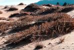Coral Pink Sand Dunes State Park, Utah, USA, Shadow, Grass, Scrub, NSUV05P07_05.2571