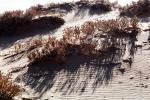 Coral Pink Sand Dunes State Park, Utah, USA, Shadow, Grass, Scrub, NSUV05P07_06