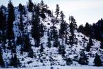 Snowy Hill, trees, cold, snow, NSUV05P08_03