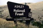 Ashley National Forest, NSUV05P15_03