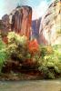 Virgin River, Trees, Fall Colors, autumn, Zion National Park, NSUV05P15_13