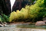 Virgin River, Trees, Fall Colors, Zion National Park, autumn, NSUV05P15_16
