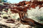 rocks, tree, Canyonlands National Park, NSUV06P14_16