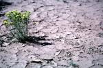 Dirt, soil, dried mud, cracked earth, Craquelure, NSUV07P04_12