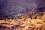 Lone Tree, Shrub, Brush, Dry, Arid, Drought, Dessicated, Parched, NSUV08P03_14