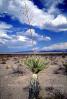 Yucca Plant, Cumulus Clouds, NTXV01P02_12
