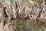 Reeds, Marsh, wetlands, NTXV01P06_19