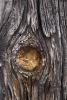 Knot of wood, Knotty, NWBD01_012