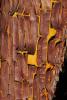 Manzanita Tree Bark, NWBD01_019