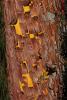 Manzanita Tree Bark, NWBD01_020
