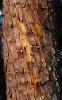 Manzanita Tree Bark, NWBD01_021