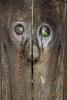 Funny Big Nose in Wood, Wood Texture Face, eyes, grain, Pareidolia, NWBD01_030