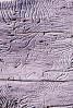Termite Trails in Wood, NWBV01P06_11B