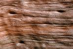Termite Trails in Wood, NWBV01P06_14.2881