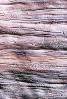 Termite Trails in Wood, NWBV01P06_14B