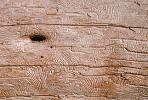 Termite Trails in Wood, NWBV01P06_15.3736