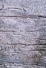 Termite Trails in Wood, NWBV01P06_15B