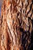 Tree Bark, NWBV02P02_12