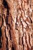 Tree Bark, NWBV02P02_13
