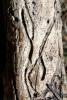 Tree Bark, NWBV02P02_19