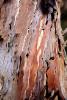 Eucalyptus Bark
