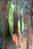 Eucalyptus Bark, NWBV02P03_11