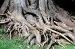 Twisted Gnarled Roots, tree trunk, twistree