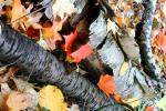 Deciduous Trees, Leaves, autumn, Bark, NWBV02P06_01