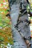 Tree Bark, curls, NWBV02P06_03