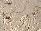 Sand, Sea Shells, Beach, Wet, NWED01_052