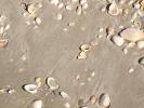 Sand, Sea Shells, Beach, Wet, NWED01_053